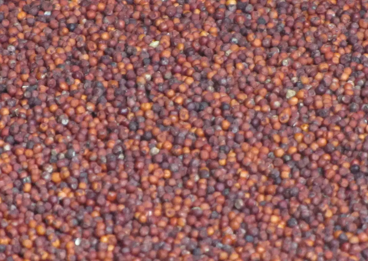 Harvested finger millet (ragi) grain, small round reddish-brown seeds spread out to dry