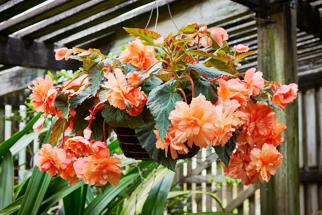 Apricot-orange tuberous begonia flowers spilling over the sides of a wire hanging basket