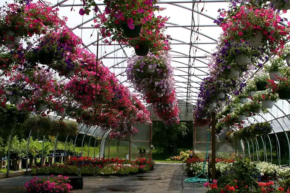 Rows of hanging baskets filled with pink, purple and white petunias inside a greenhouse tunnel