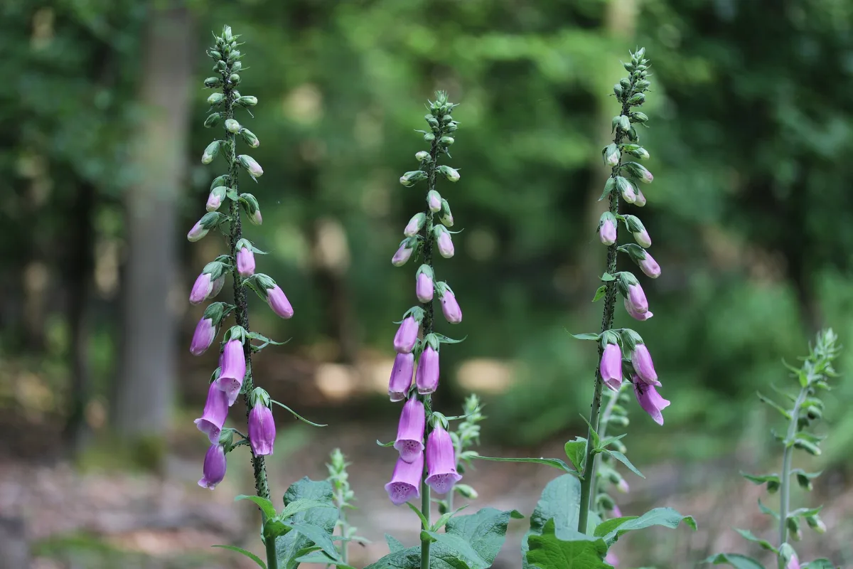 Three tall foxglove spires carrying pink tubular bells and green buds at a shaded woodland edge