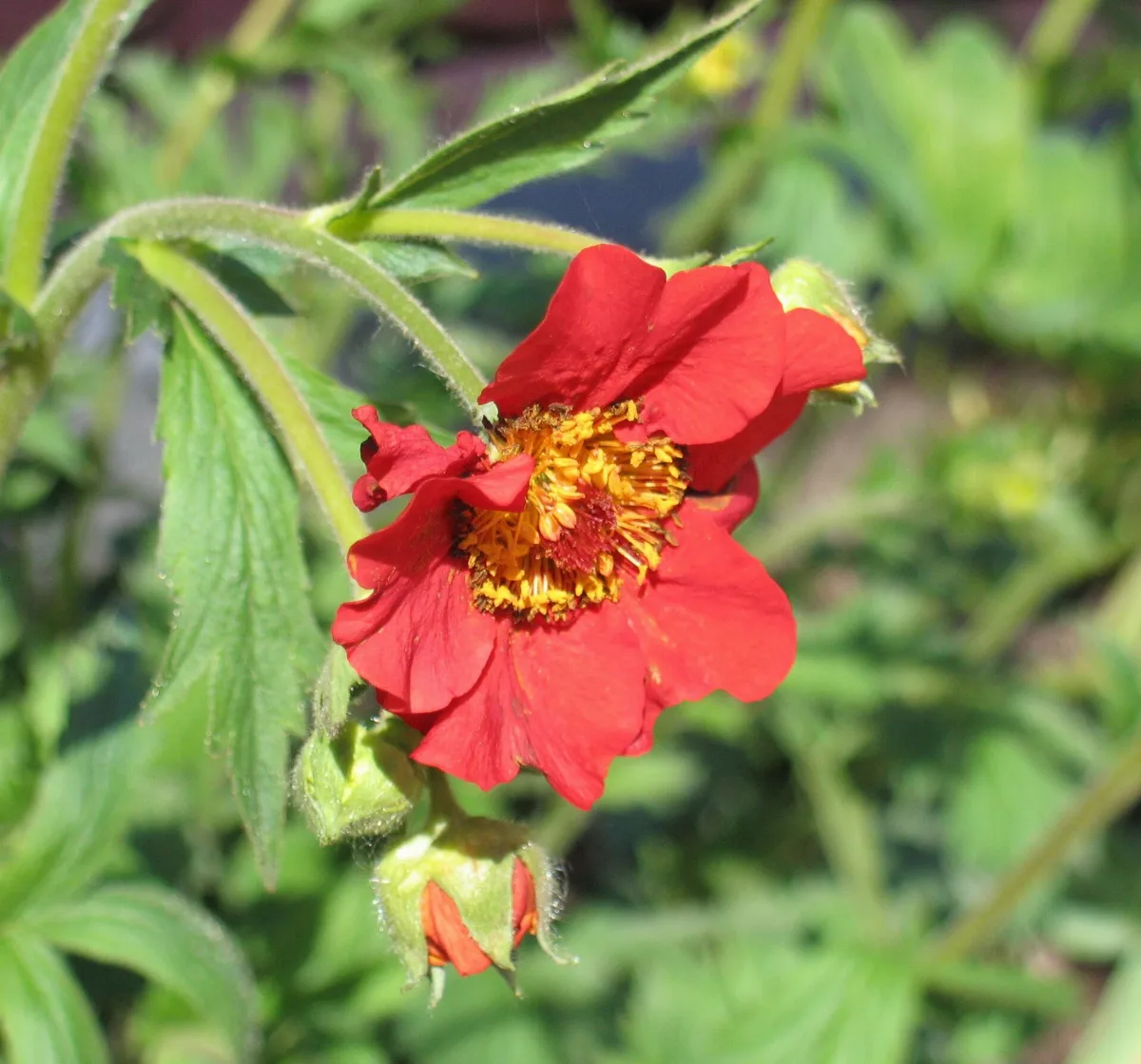 A scarlet avens flower with a ring of golden stamens, backed by hairy divided green leaves