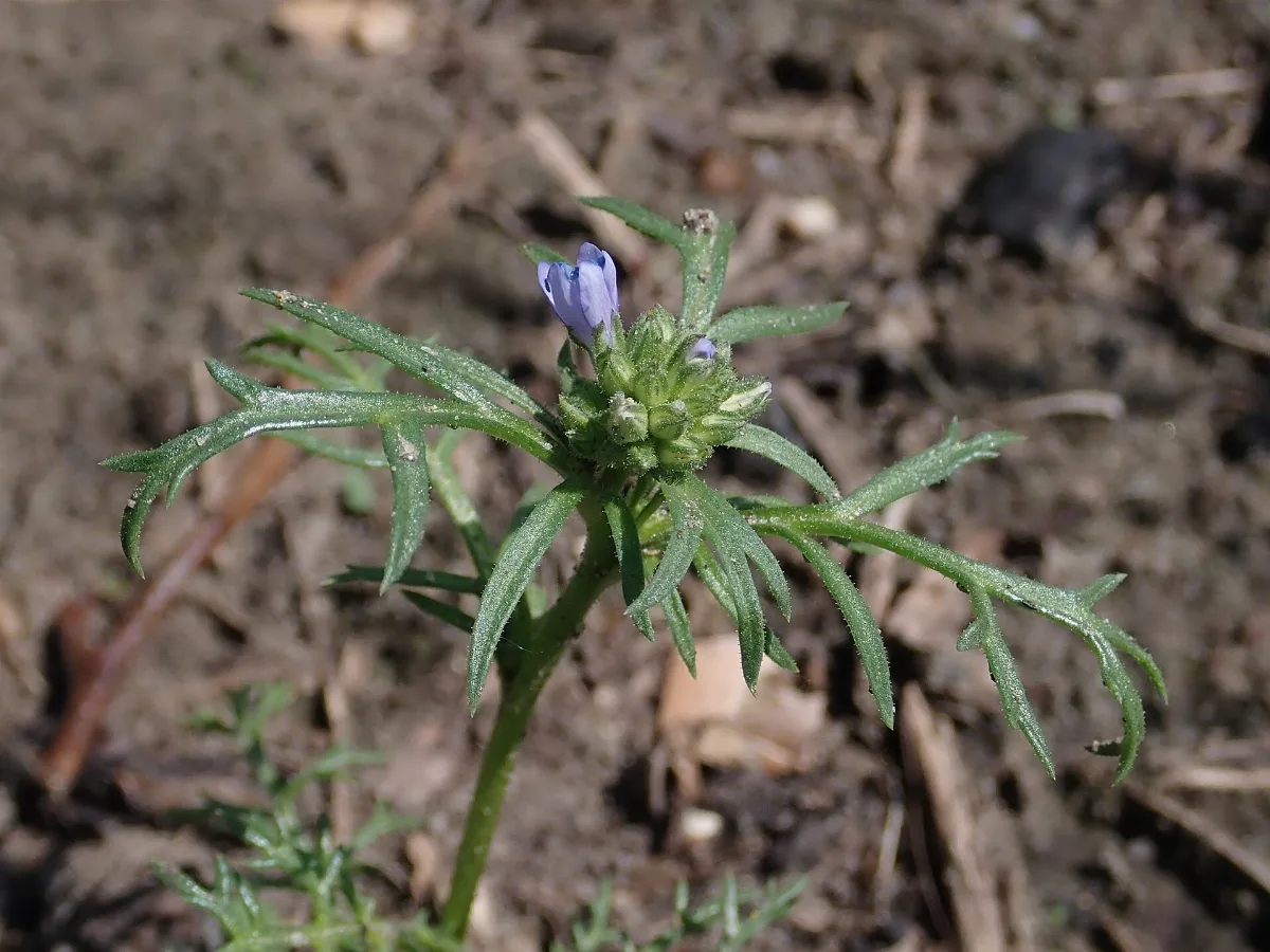 A young globe gilia with finely divided leaves and its first pale blue flowers opening from a tight bristly head