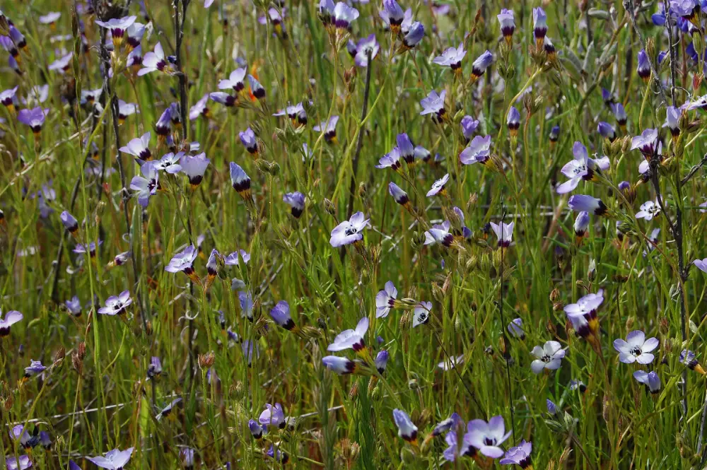 A drift of bird's eyes gilia in grass, each pale lilac flower marked with dark purple and a yellow throat