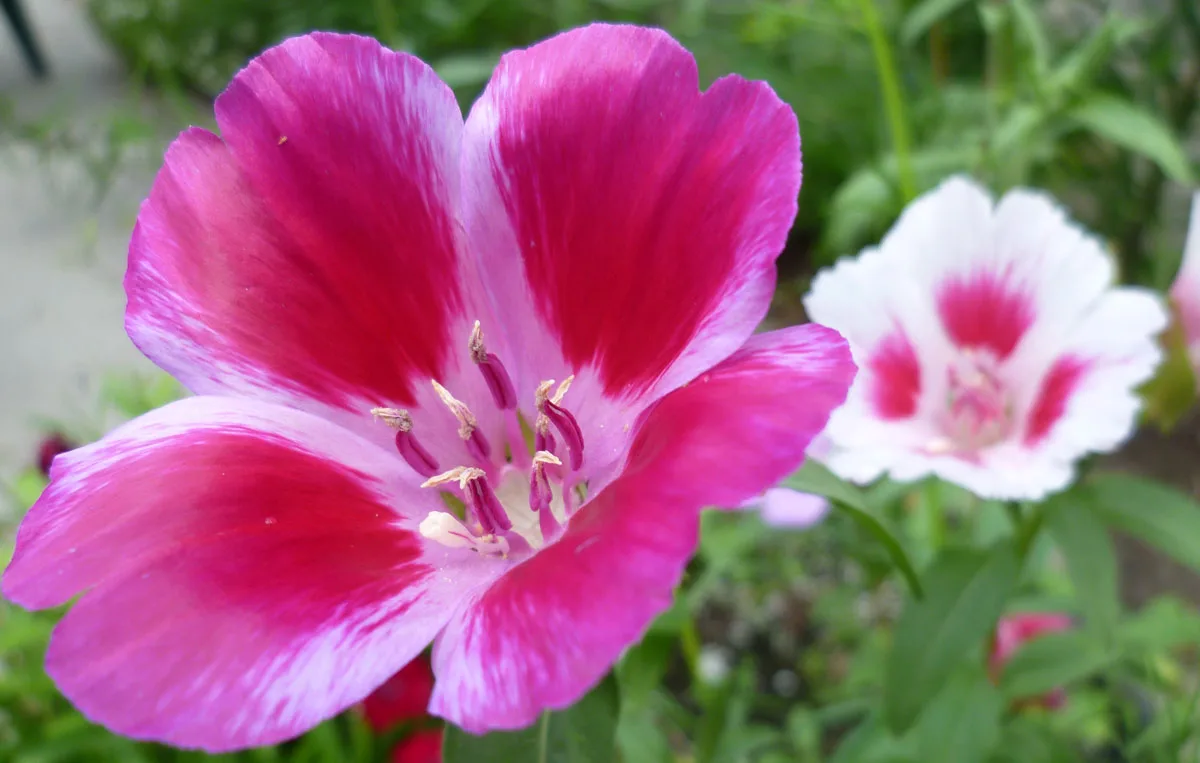 An open cup-shaped godetia bloom, magenta shading to white at the centre, beside a white and pink flower