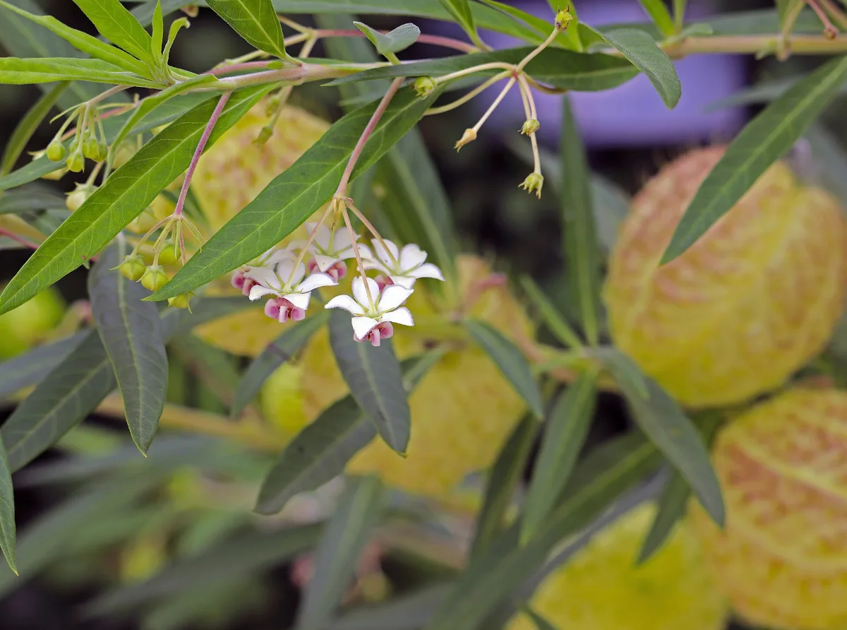 Small white balloon plant flowers with pink centres hanging below narrow leaves, with pale inflated seed pods behind