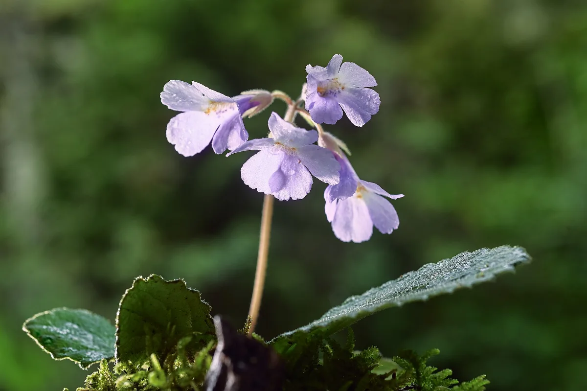 Pale lilac trumpet flowers on a slim stalk above a hairy leaf rosette growing on a mossy shaded rock