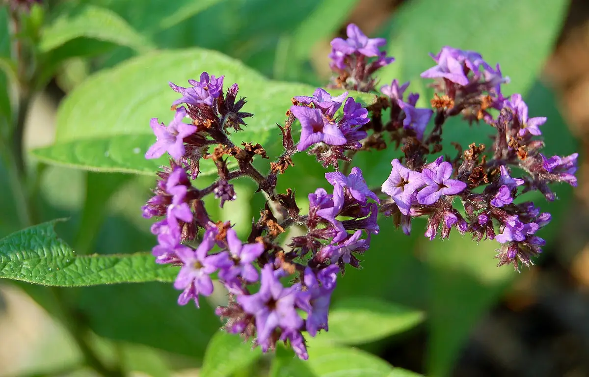 A broad cluster of small purple heliotrope flowers opening above deeply veined dark green leaves