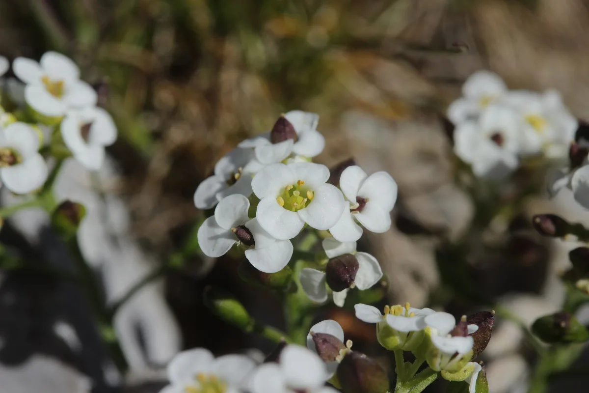 Tiny white four-petalled alpine flowers with yellow centres opening from dark purple buds among rocks