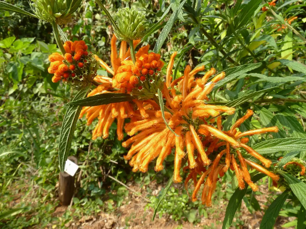 Whorls of furry orange tubular flowers ringing a tall square stem above narrow toothed leaves