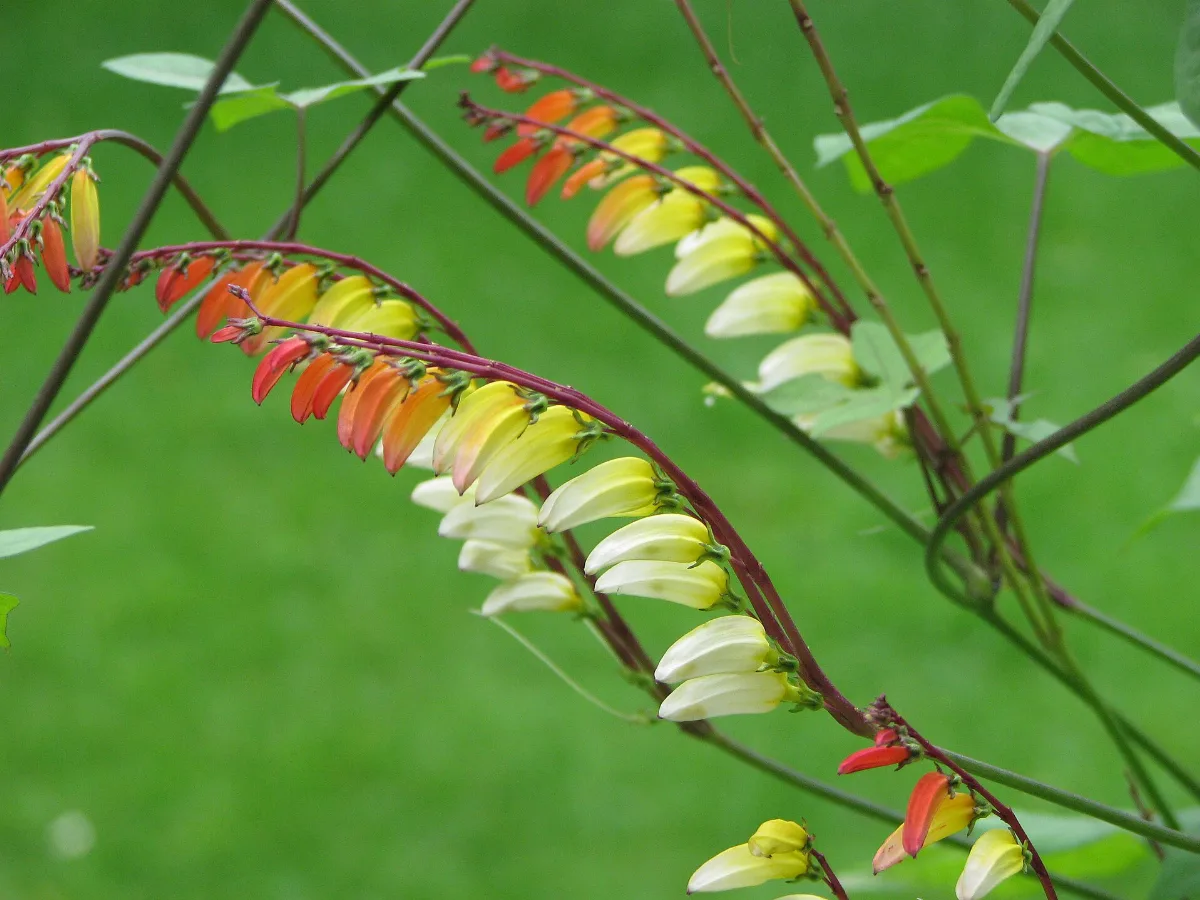 An arching Spanish flag raceme with buds shading from scarlet through orange to cream