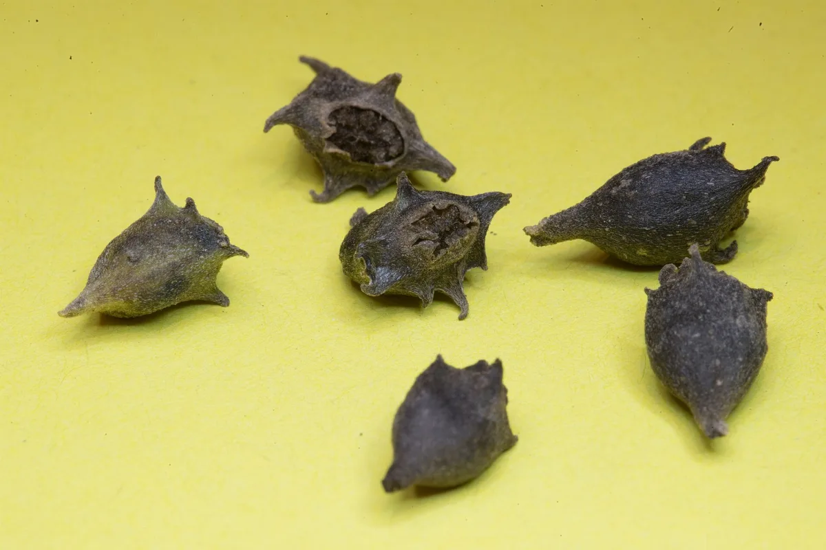 Six hard corky New Zealand spinach seed capsules with blunt horns, laid on a plain yellow background