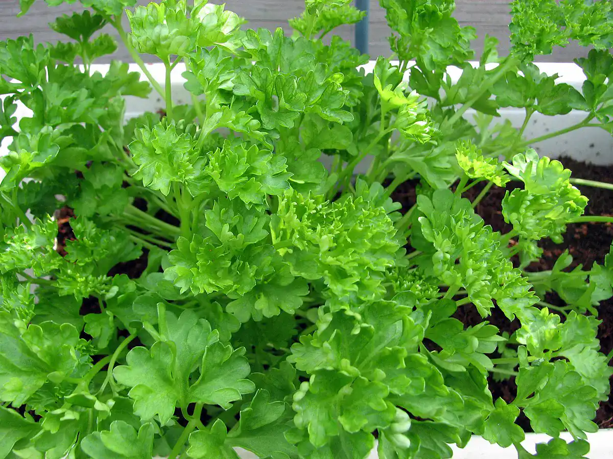 Curly parsley plants with tightly ruffled green leaves growing in a white container of dark soil
