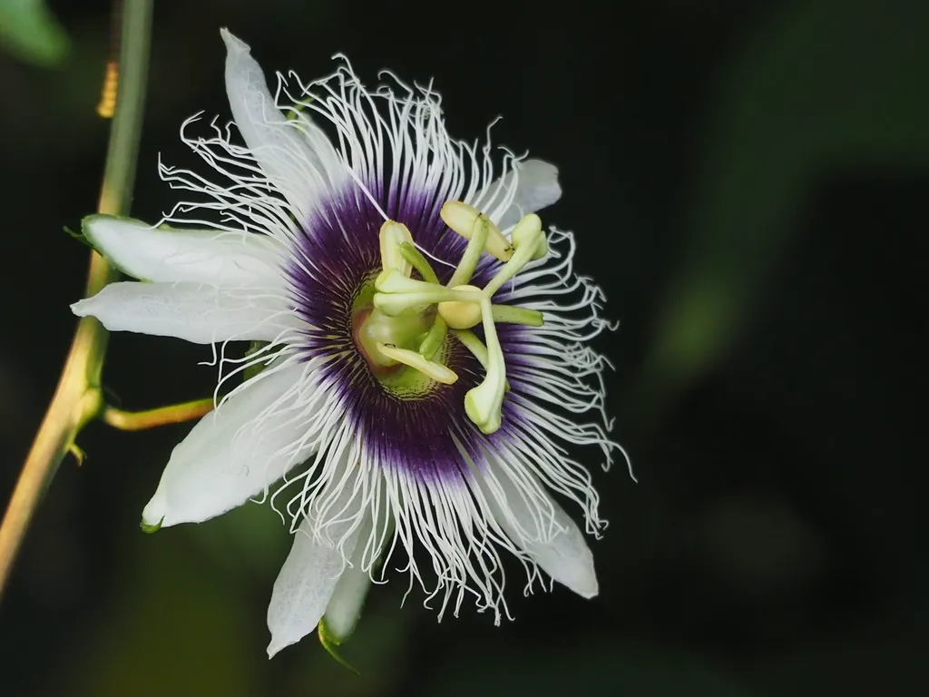 Passiflora edulis flower with white petals and a fringed corona banded purple at the base
