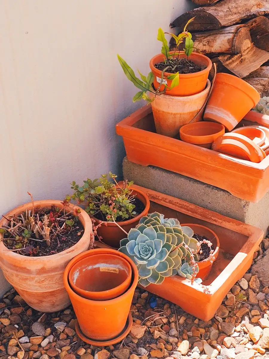 Assorted terracotta pots and trays with succulents and small plants grouped on gravel beside a white wall
