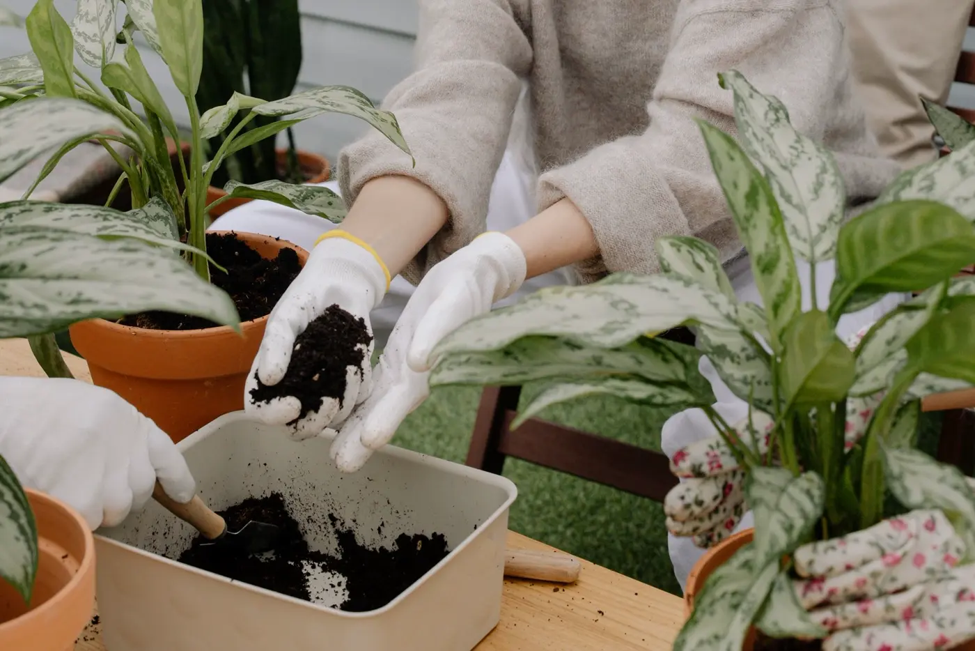 Gloved hands holding a scoop of dark potting mix over a tray while repotting houseplants on a wooden table