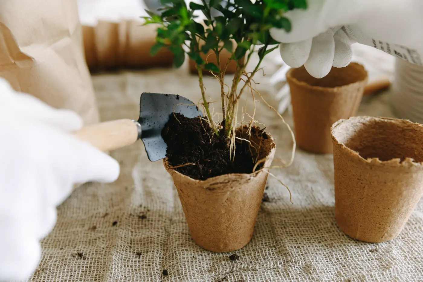 Gloved hands using a wooden-handled hand trowel to add soil around a seedling in a biodegradable pot
