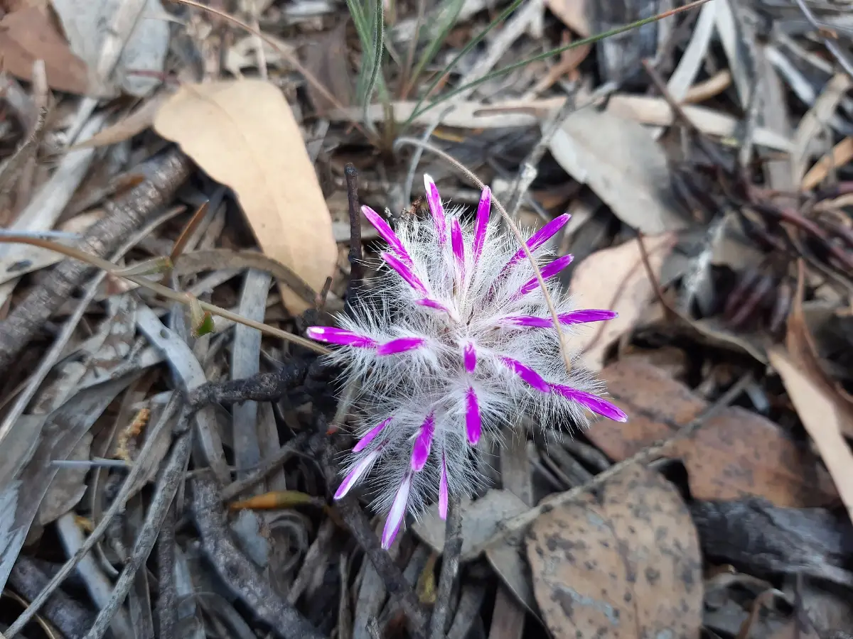 A mulla mulla flower head on the ground among leaf litter, a feathery silver ball tipped with magenta