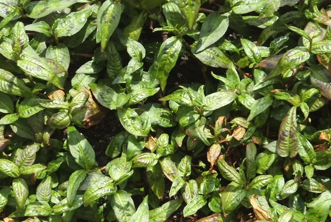 Dense low mat of Vietnamese coriander with narrow pointed green leaves covering the soil