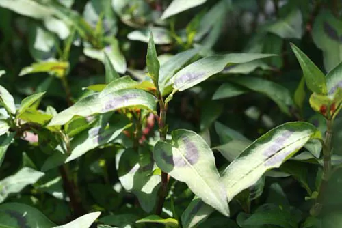 Rau ram shoot tips showing lance-shaped leaves marked with a dark purple chevron