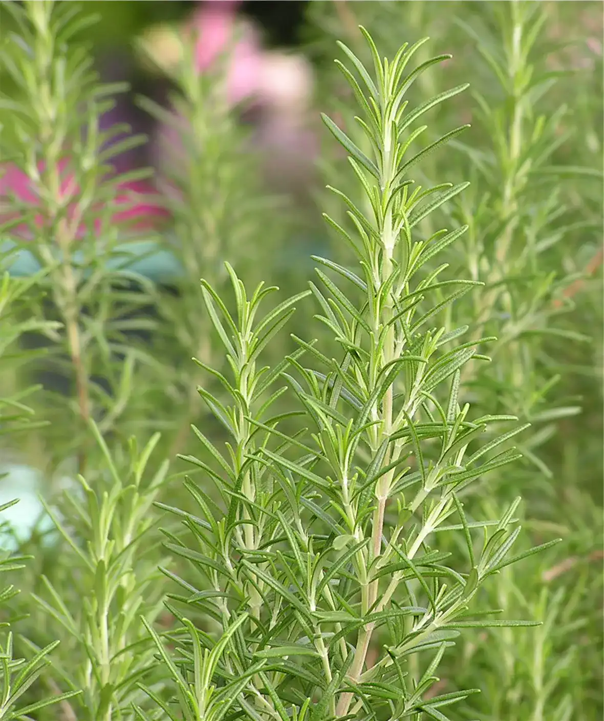 Close-up of young rosemary shoots with fresh green needle-like leaves