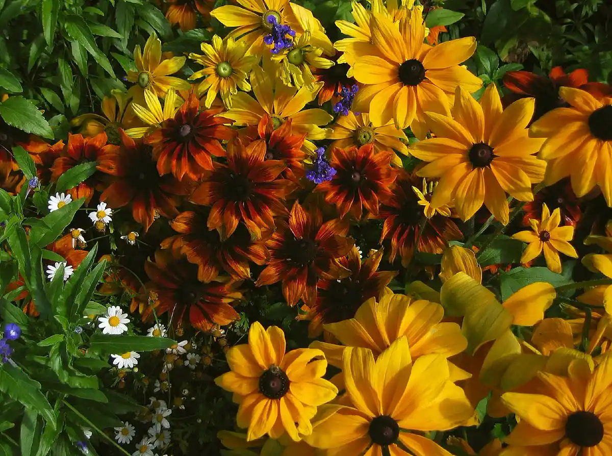 Dense flower bed of rudbeckia blooms in mixed golden-yellow, bronze and mahogany shades with dark central cones
