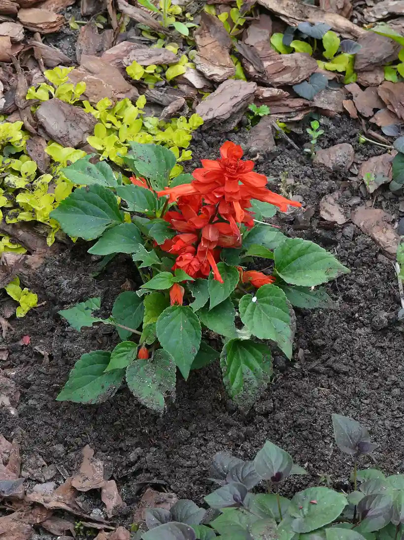 Young Salvia splendens bedding plant with a scarlet flower spike growing in a freshly mulched garden bed
