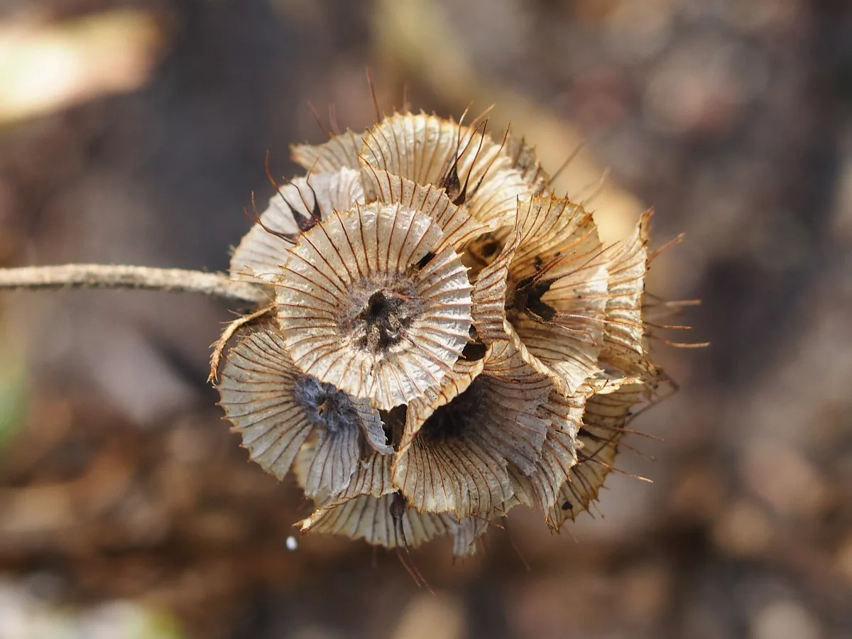 A starflower seed head, the papery pale discs arranged in a spherical starburst