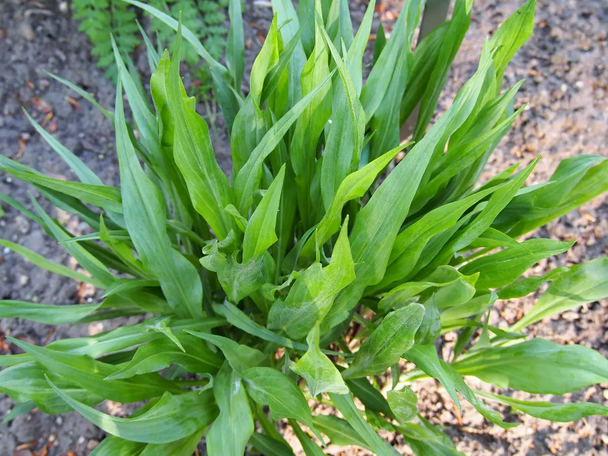 A young scorzonera plant seen from above, its strap-shaped green leaves fanning out over bare soil
