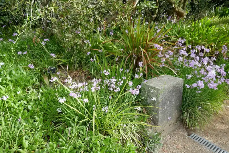 Society garlic flowering along a garden edge, lilac star flowers on tall stems above strappy leaves