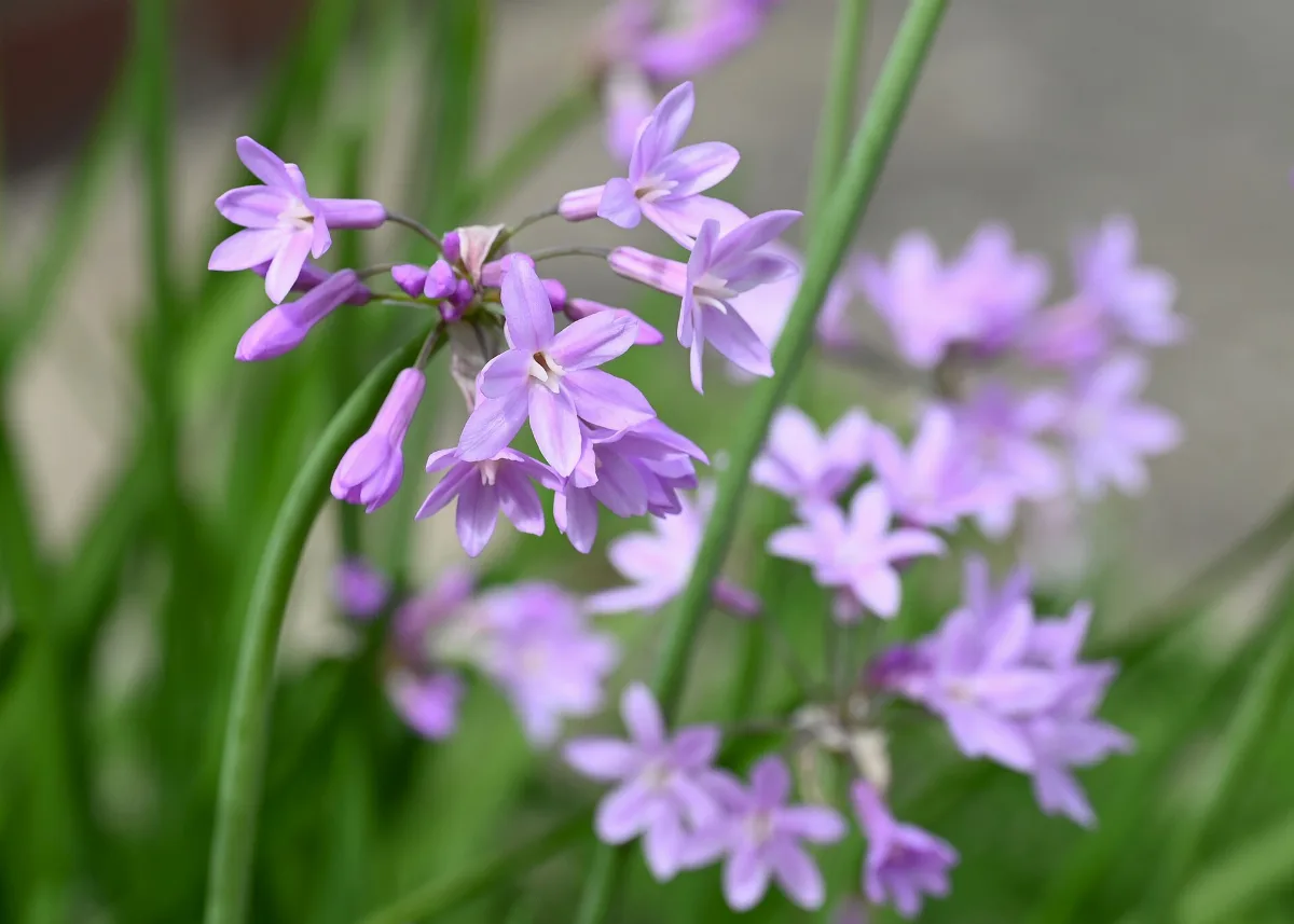 An umbel of pale lilac star-shaped flowers on wiry stalks above slim strap-like green leaves