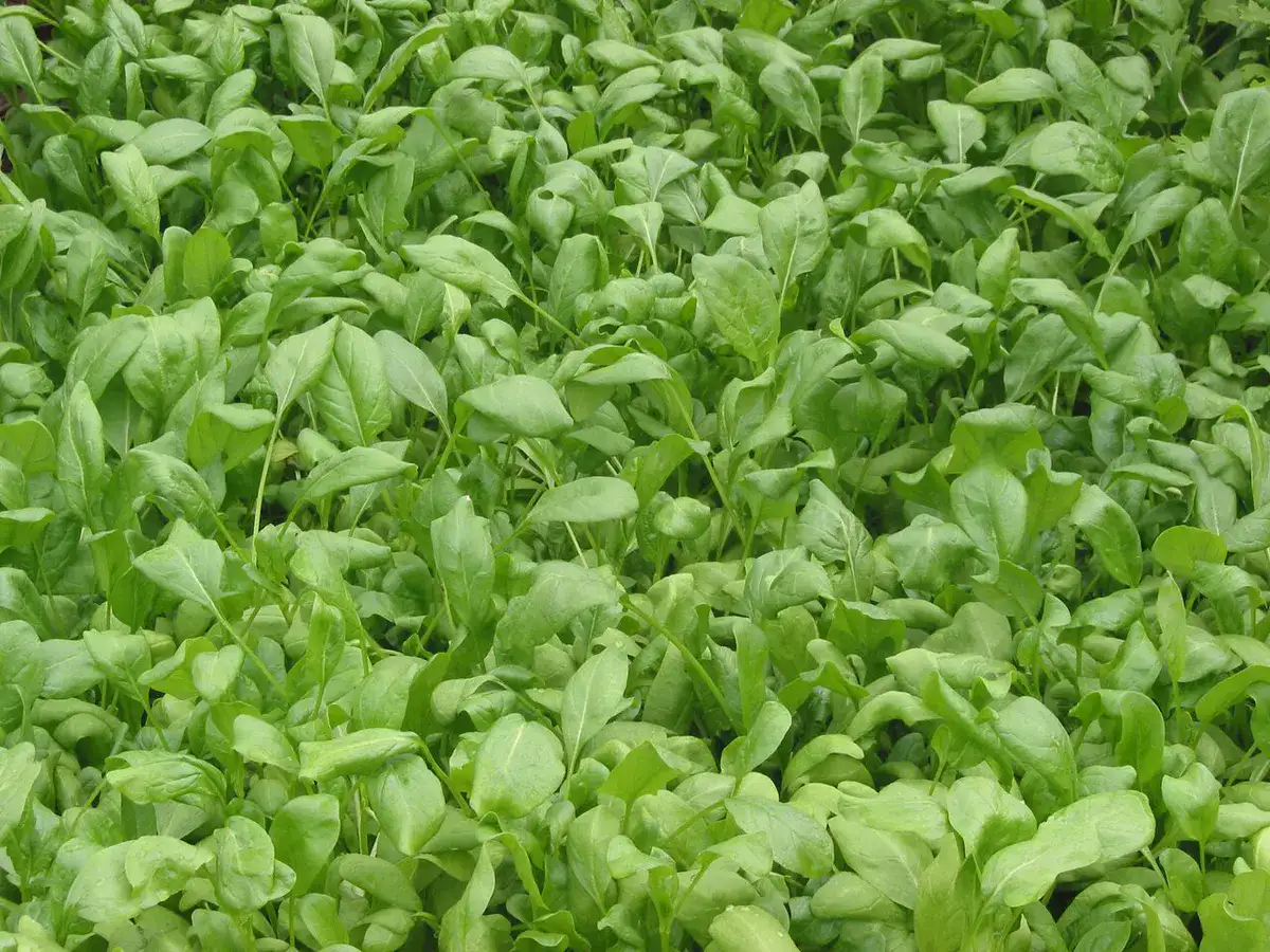 Dense bed of young spinach plants with smooth rounded green leaves growing close together