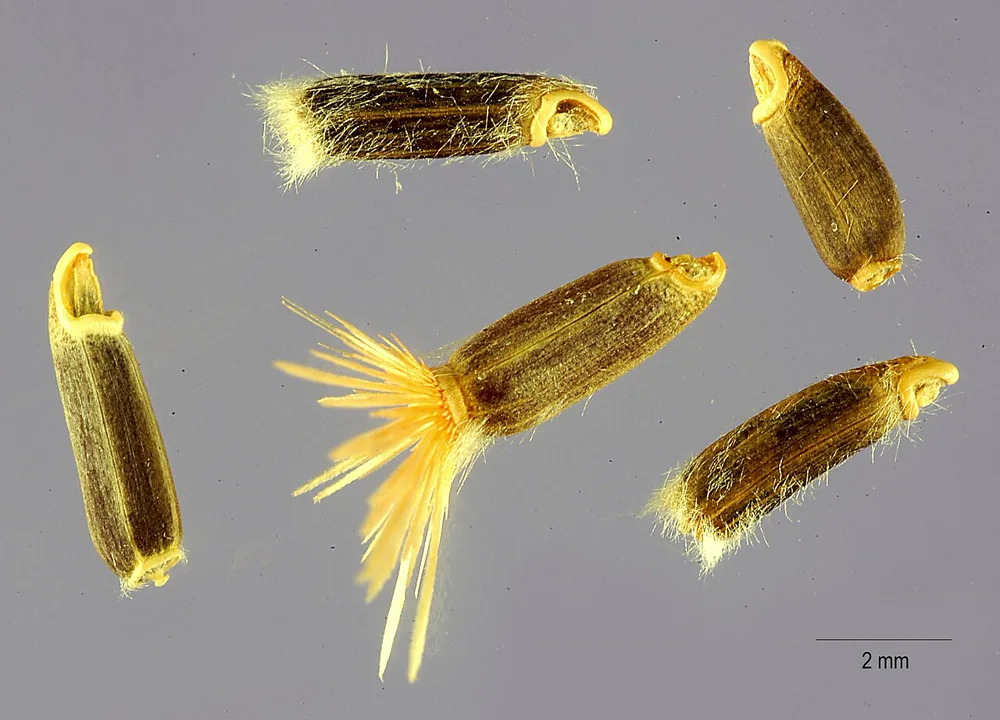 Five magnified Amberboa moschata cypselas, ribbed and finely hairy with a tuft of pale bristles at one end, beside a two-millimetre scale bar