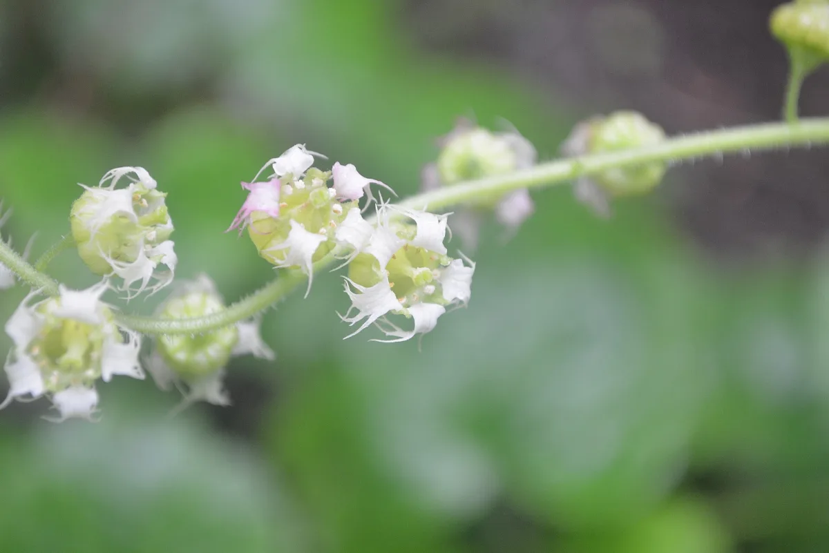 Fringecup flowers along an arching stem, small green cups edged with deeply fringed white petals
