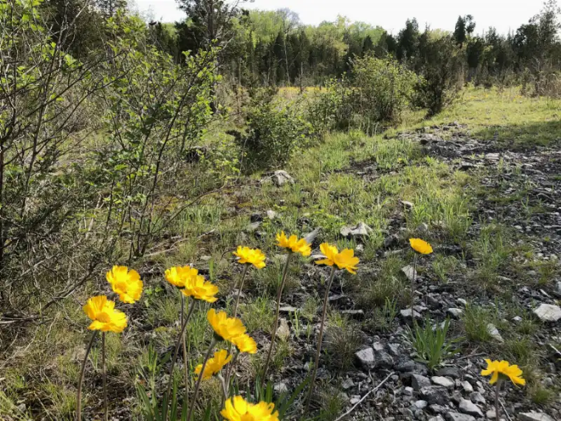 Four-nerve daisies flowering on thin rocky ground, golden yellow blooms on slender stalks