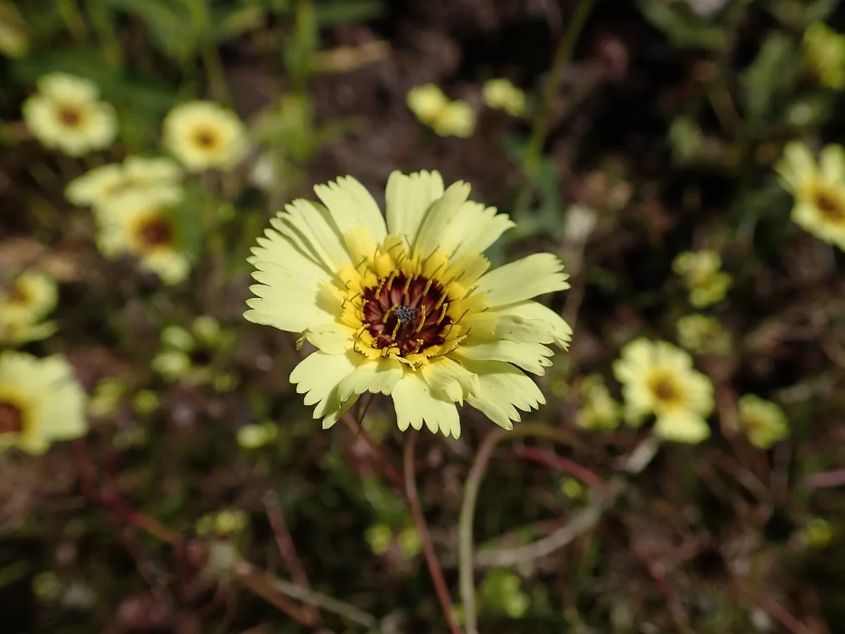 A Tolpis barbata flower, pale cream petals around a deep maroon centre