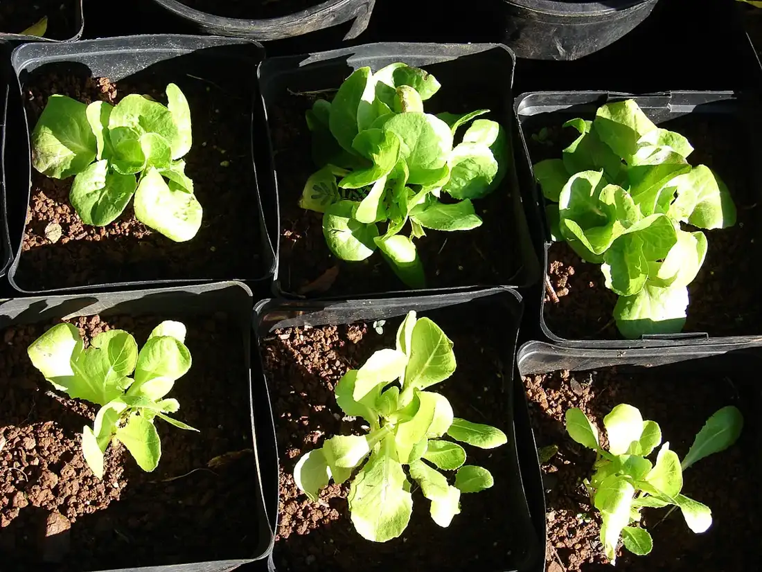 Six young Manoa and Romaine lettuce plants growing one per square black plastic pot, seen from above in sunlight
