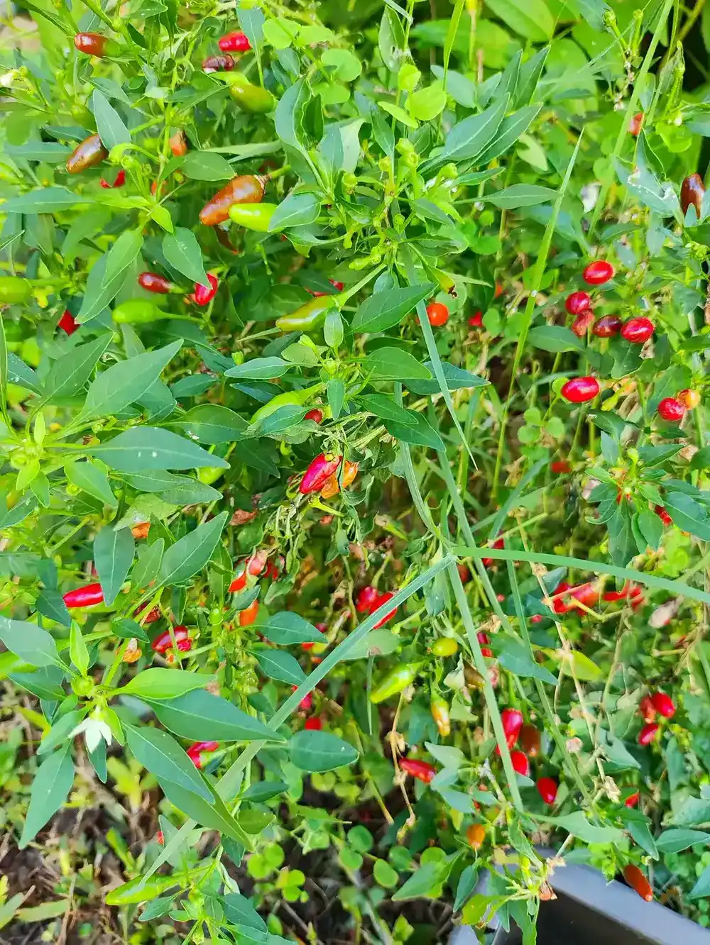 Bushy chilli pepper plant loaded with small red, orange and green fruits growing in a dark container