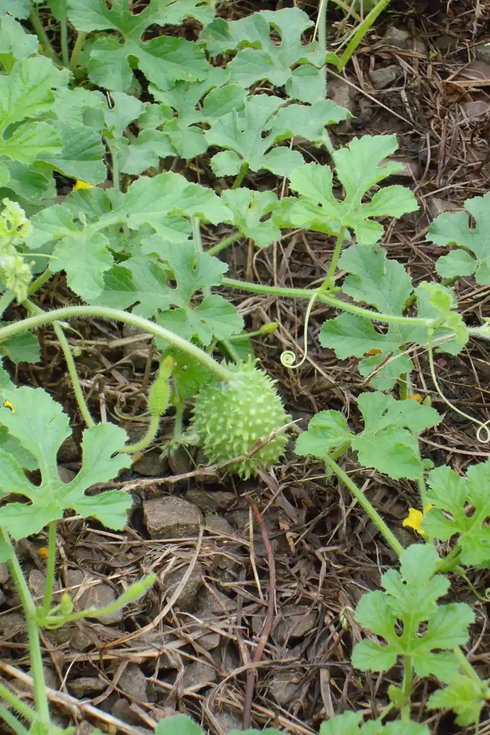 Small spiny oval West Indian gherkin fruit hanging on a vine with lobed leaves and coiled tendrils
