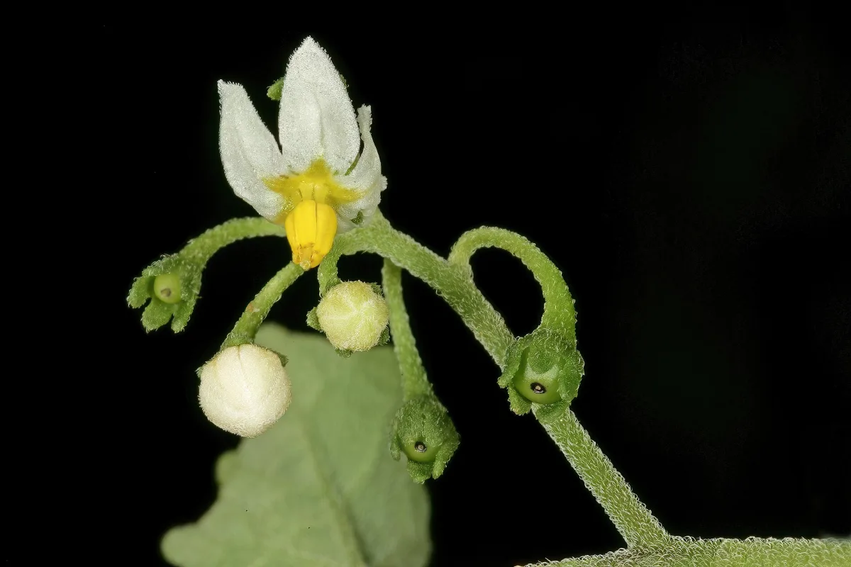 A wonderberry flower with white petals and a yellow centre, beside young green berries on a hairy stem