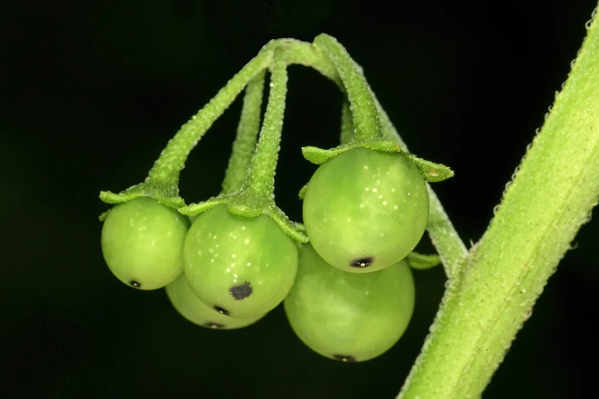 A cluster of unripe wonderberries hanging from a hairy green stem, each with a small dark eye