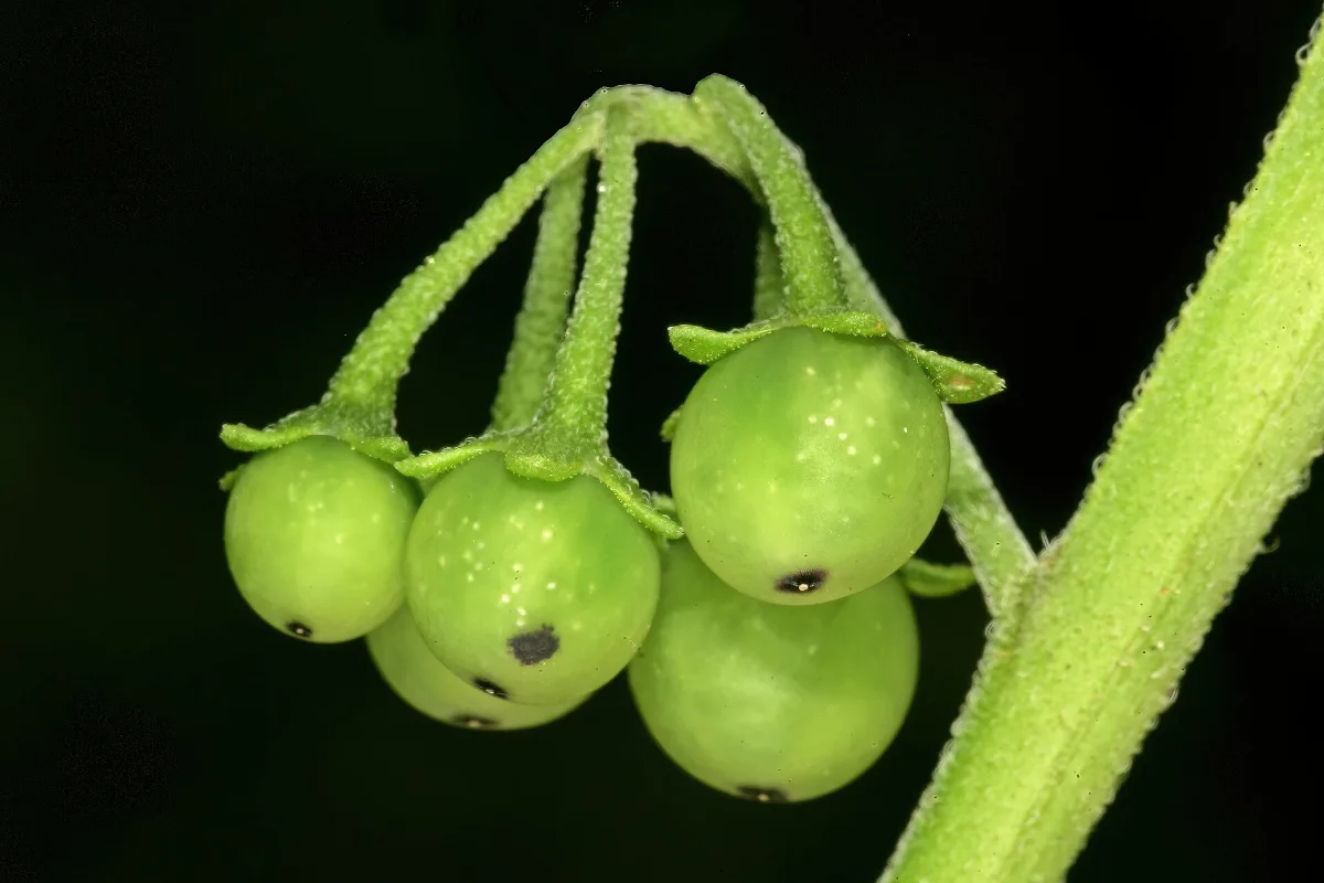 A cluster of unripe green wonderberries hanging from a hairy stem against a dark background