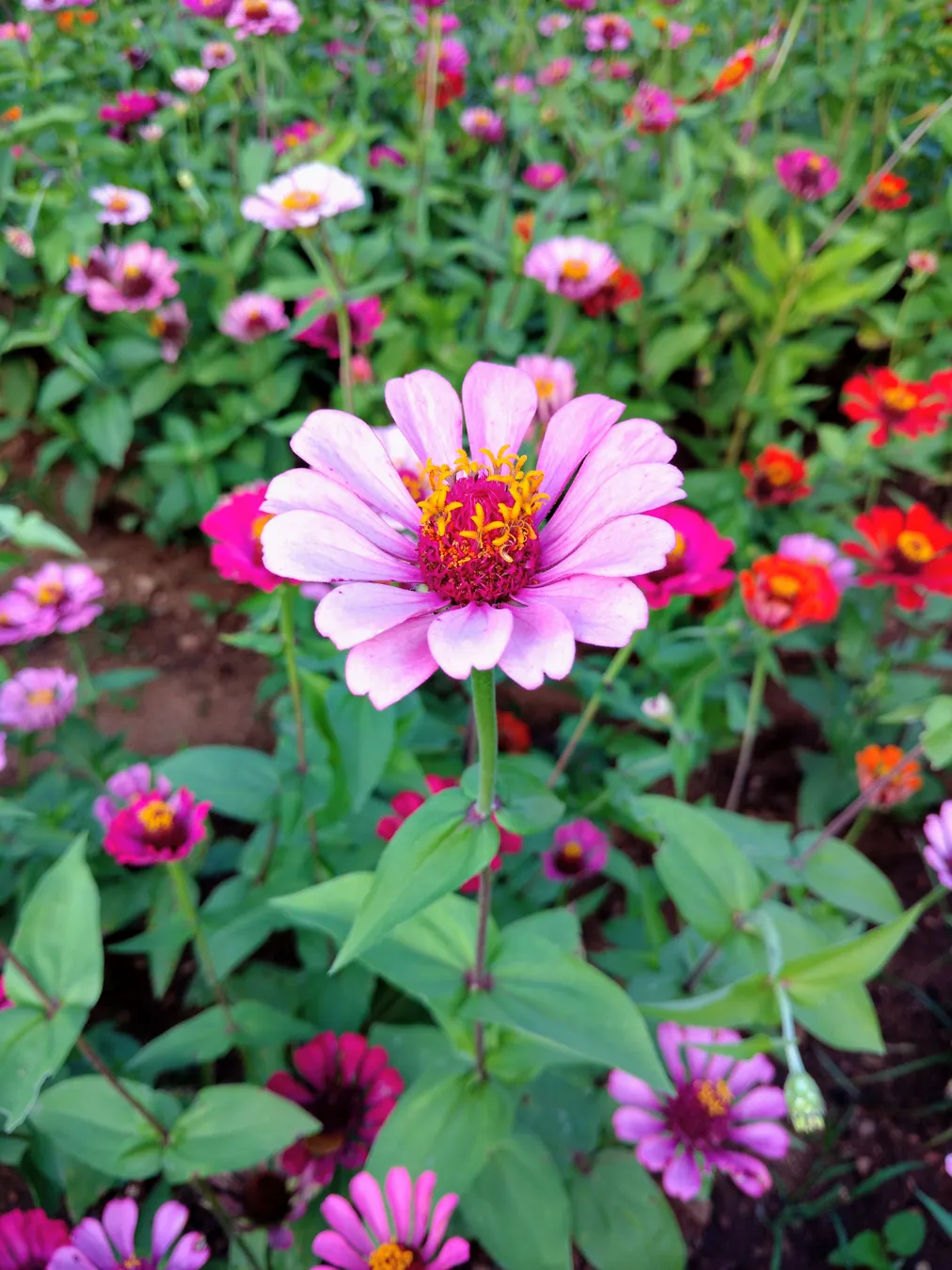 Close-up of pink and red annual bedding flowers in a dense bed at Brindavan Gardens