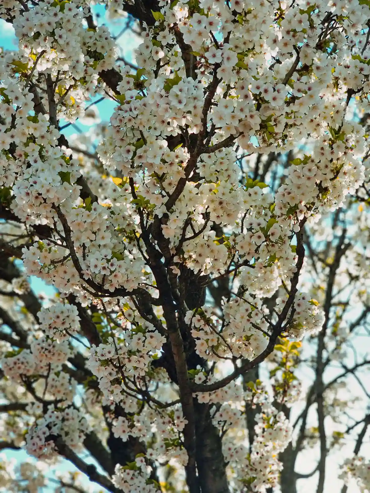 Sweet in full white blossom against a blue spring sky