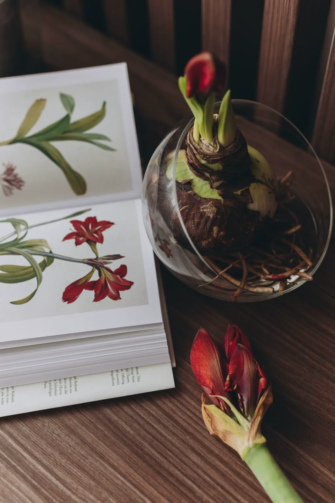 Amaryllis bulb rooting in a glass bowl beside an open botanical illustration book