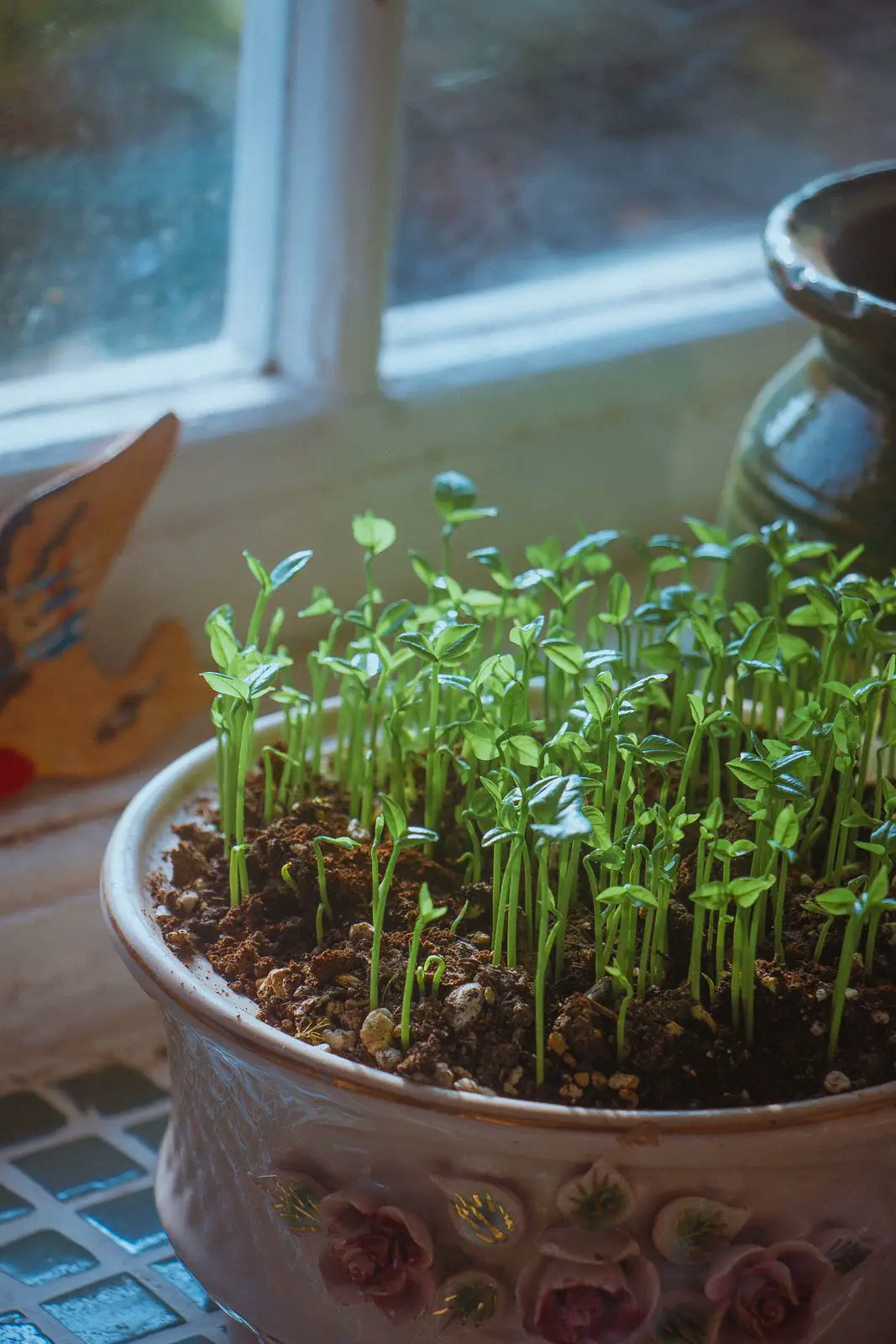 Dense tray of green seedlings growing in a decorative bowl on a cold windowsill