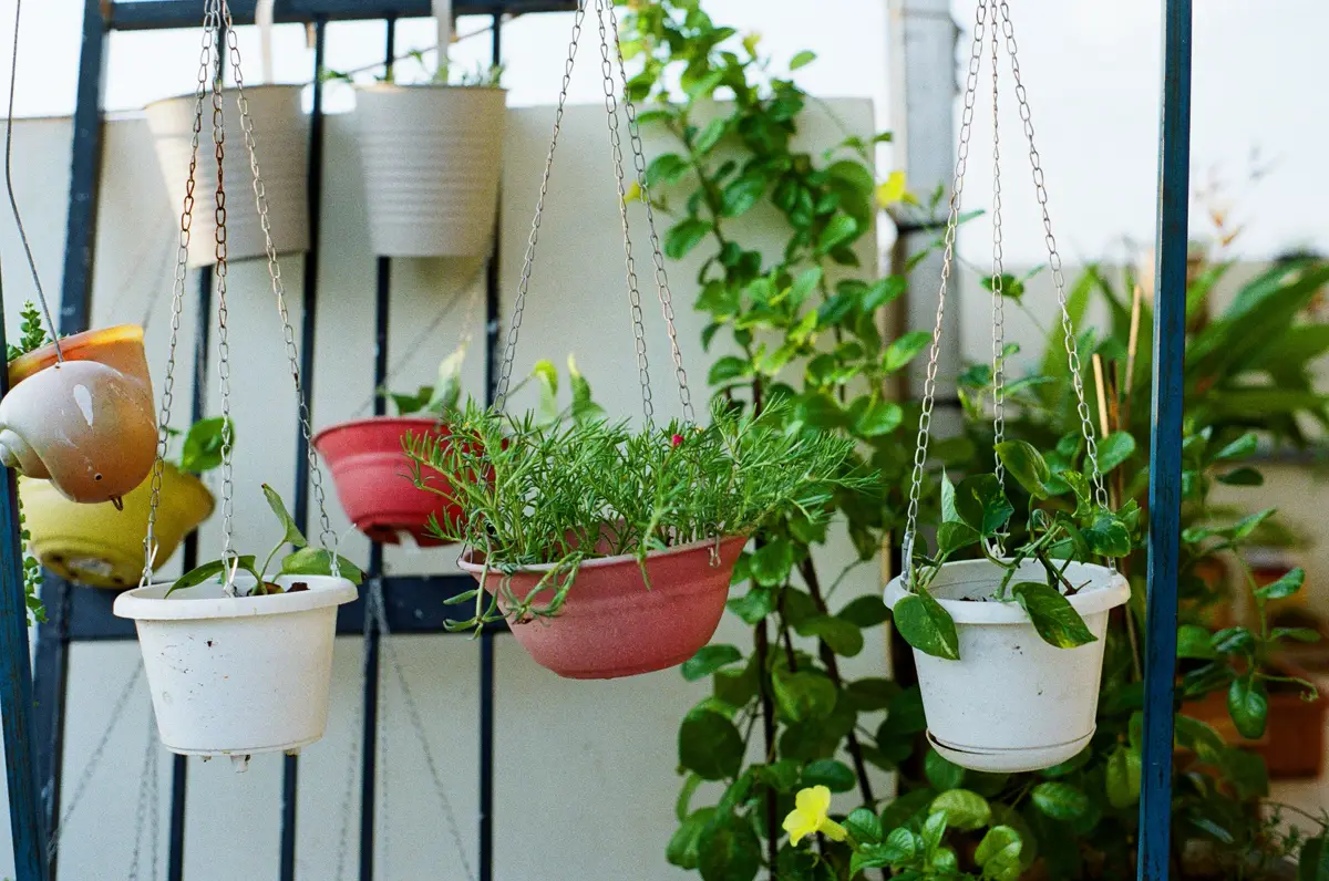 Hanging pots of portulaca and money plant on a sunny balcony railing