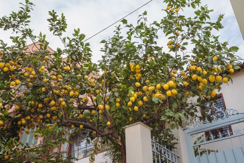 Citrus — Gardening Guider