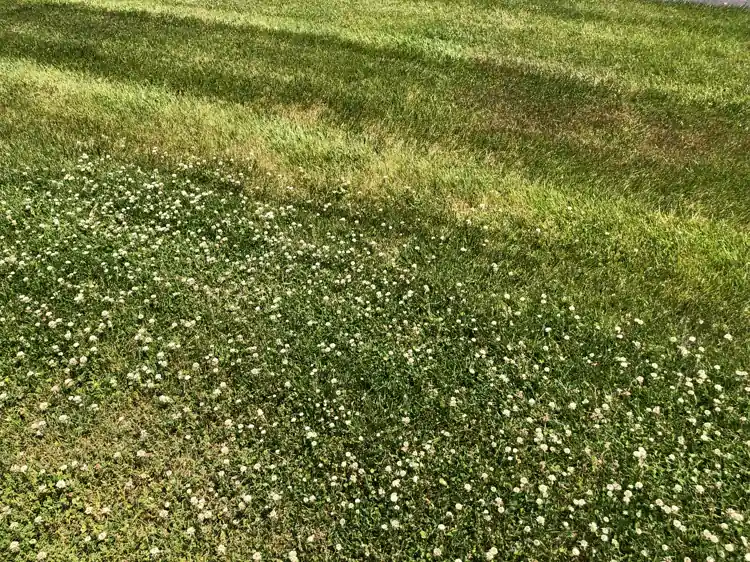 A clover lawn in flower meeting a herbicide-treated grass lawn with no clover