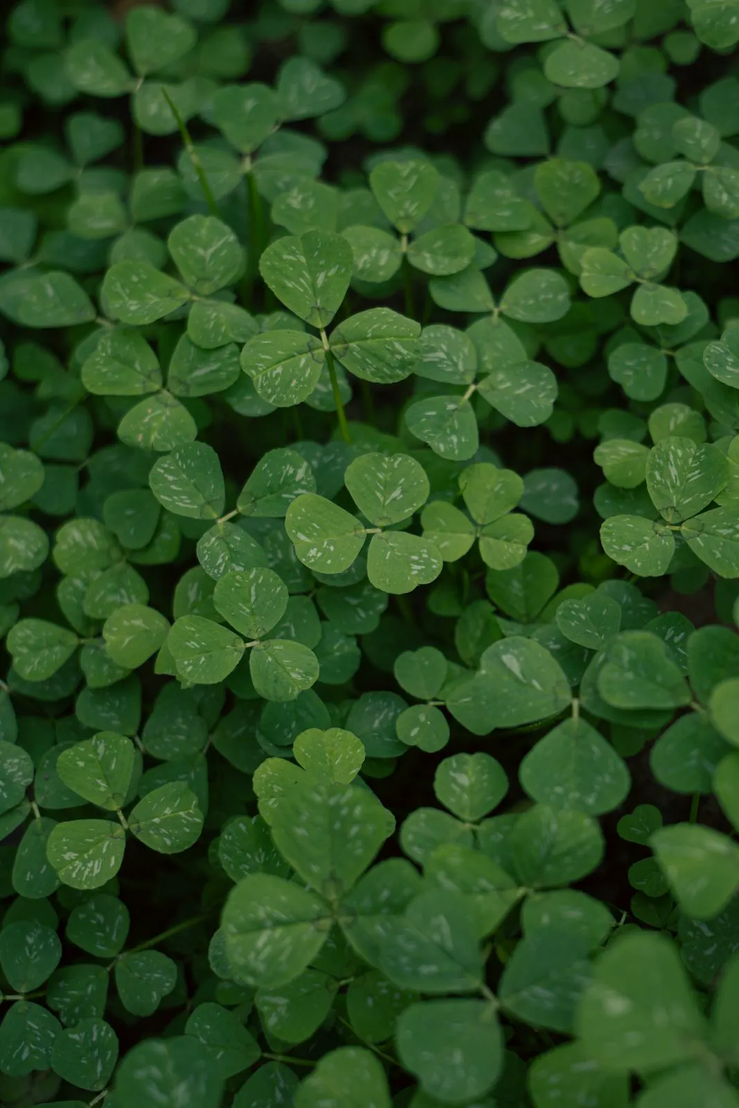 Close-up of white clover leaves showing the pale crescent marking on each leaflet