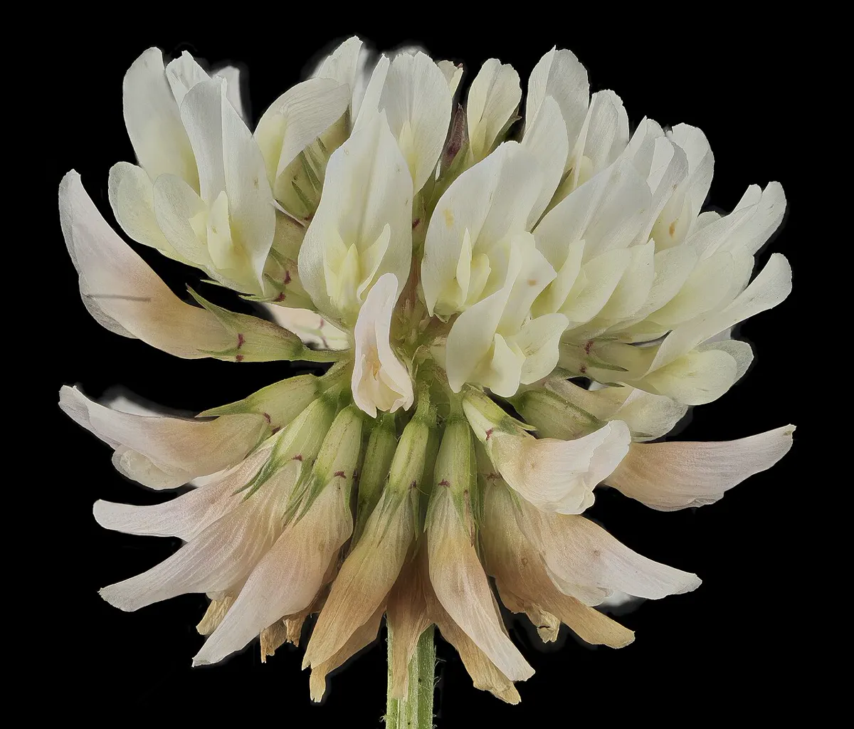 Single white clover flower head photographed against a black background